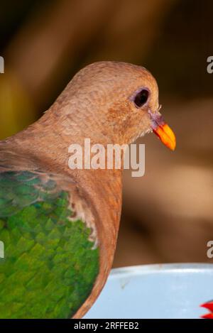 Colomba Pacific Emerald, colomba smeraldo con tappo marrone, colomba alata verde, Chalcophaps indica, colomba smeraldo, Wild, Malanda, Australia. Foto Stock