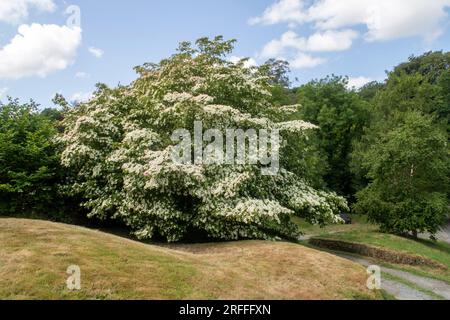 Grande albero di Cornus Capitata in fiore pieno, ricoperto di bratti bianchi cremosi. Foto Stock