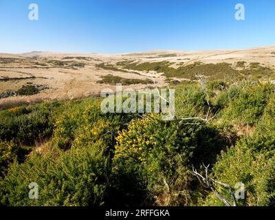 Vista sulla valle dell'East Dart da Hartland Tor, Postbridge, Dartmoor. Foto Stock