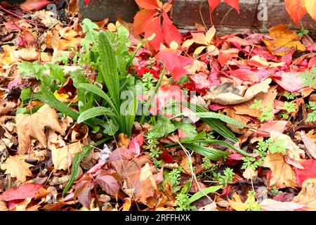 Ragno selvatico che cresce tra le foglie cadute. Colori vivaci: Rosso, verde, giallo, oro, marrone. Autunno. Foto Stock