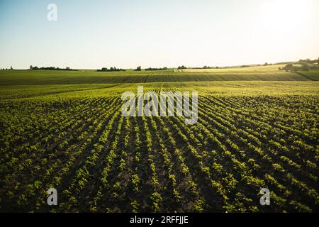 Il paesaggio di un campo di giovani germogli di soia si estende. File di piante di soia in una piantagione agricola. I raggi del sole brillano tra le foglie Foto Stock