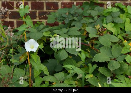 Bindweed che cresce su un muro di mattoni. Fiore bianco audace con fogliame verde. Foto Stock