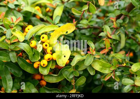 Pyracantha, grappolo di bacche gialle contro fogliame verde e giallo. Foto Stock