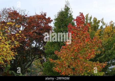Rosso, marrone, verde, giallo: Alberi autunnali tra cui acero, cime degli alberi e skyline. Foto Stock