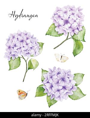 Set di bellissimi mazzi floreali ad acquerello con fiori di ortensia viola, rami di foglie e farfalle, acquerello. Vettore isolato su W Illustrazione Vettoriale