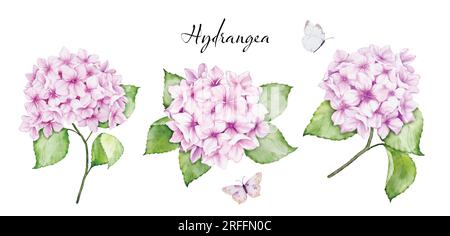 Set di bellissimi mazzi floreali ad acquerello con fiori di ortensia rosa, rami di foglie e farfalle, acquerello. Vettore isolato su whi Illustrazione Vettoriale