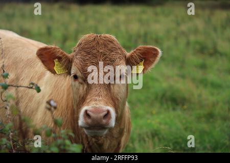 Bovini: Il Charolais riproduce il bullock su terreni agricoli dell'Irlanda rurale Foto Stock