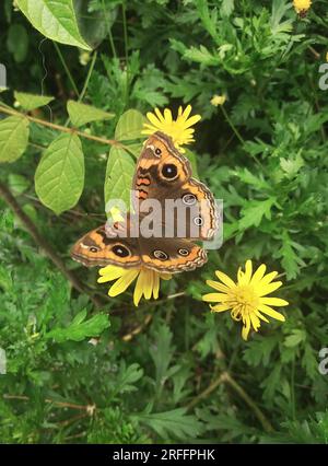 Farfalla sulla pianta chiamata Euryops chrysanthemoides o margherita africana. Fiore nei colori: Arancione e marrone. Foto Stock