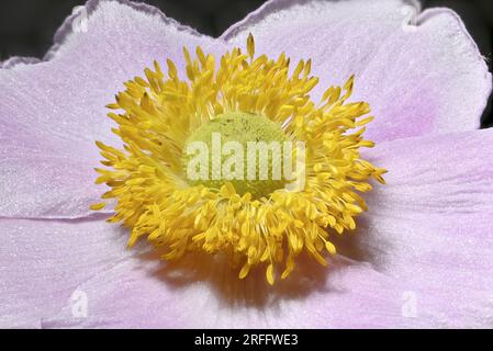 Primo piano dell'anenoma cinese (Anemone hupehensis) che mostra petali, stigma, antere, stampanti e polline Foto Stock