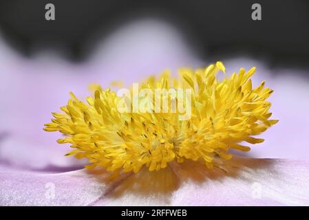 Primo piano dell'anenoma cinese (Anemone hupehensis) che mostra petali, stigma, antere, stampanti e polline Foto Stock