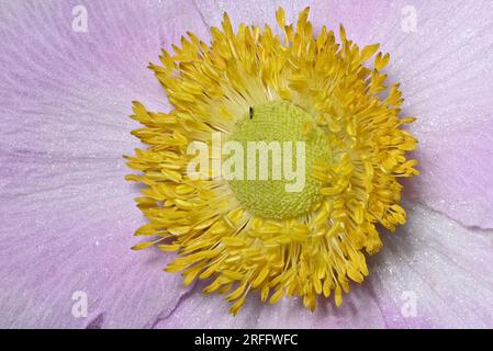 Primo piano dell'anenoma cinese (Anemone hupehensis) che mostra petali, stigma, antere, stampanti e polline Foto Stock