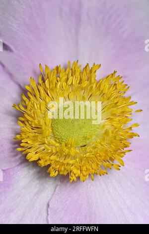 Primo piano dell'anenoma cinese (Anemone hupehensis) che mostra petali, stigma, antere, stampanti e polline Foto Stock