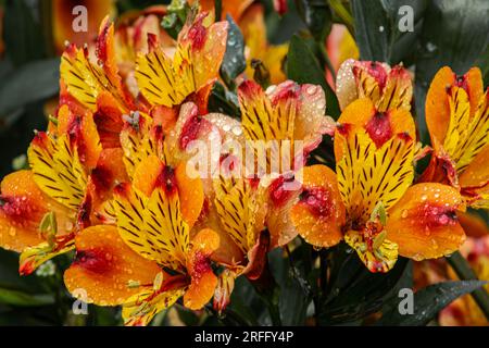 Freesia gialla dopo la pioggia Foto Stock