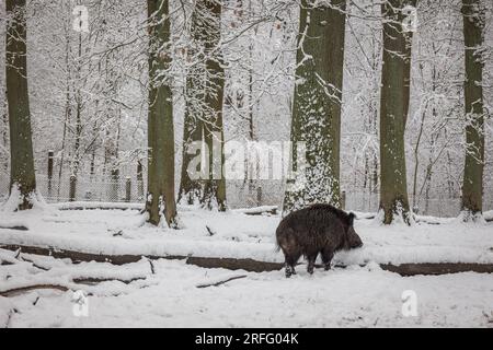 Wildschwein im Winterwald Deutschland Foto Stock