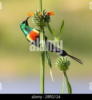 Durante la stagione riproduttiva, il maschio bellissimo Sunbird è risplendente nel suo piumaggio iridescente. Sono molto territoriali e la difenderanno. Foto Stock