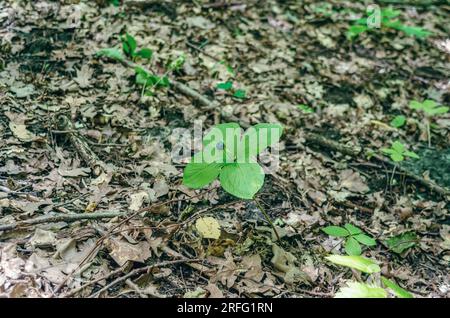 Crow's eye berry Paris quadrifolia con foglie verdi. Bacca velenosa nella foresta Foto Stock