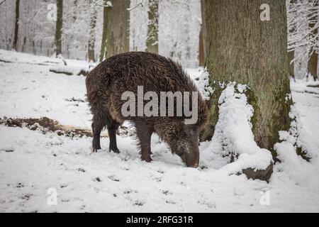 Wildschwein im Winterwald Deutschland Foto Stock