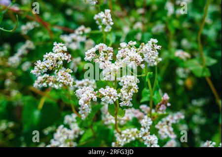 Fiori bianchi di grano saraceno. Il grano saraceno fiorisce sul campo. Raccolto di grano saraceno Foto Stock