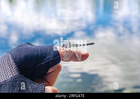 La libellula di insetti siede sul dito di una persona vicino all'acqua in natura Foto Stock