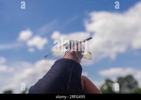 La libellula di insetti siede sul dito di una persona vicino all'acqua in natura Foto Stock