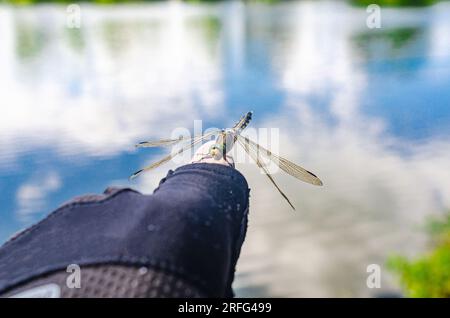 La libellula di insetti siede sul dito di una persona vicino all'acqua in natura Foto Stock