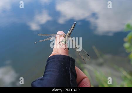 La libellula di insetti siede sul dito di una persona vicino all'acqua in natura Foto Stock