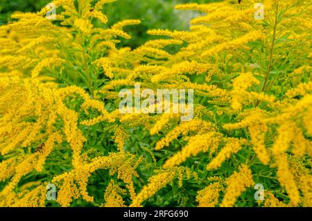 Le api raccolgono il polline su fiori di ragga gialli. Allergene naturale, raccolta del miele, miele Foto Stock