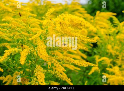 Le api raccolgono il polline su fiori di ragga gialli. Allergene naturale, raccolta del miele, miele Foto Stock