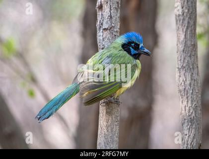 Una splendida Green Jay si staglia su un ramo robusto in un bosco del Texas meridionale, ancora bagnato dopo una pioggia primaverile. Foto Stock