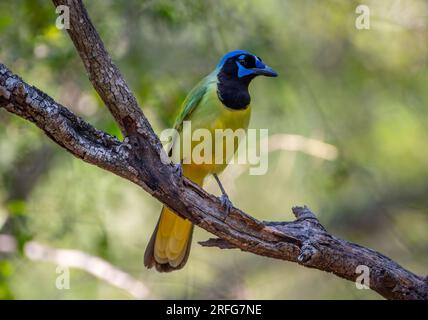 Una splendida Green Jay si trova su un ramo di una foresta del Texas meridionale. Foto Stock