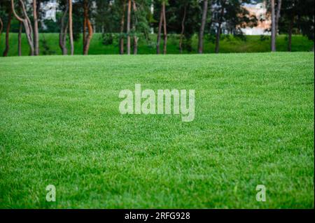 Bella erba verde fresca sul prato, pini sullo sfondo. Giorno d'estate serale. Foto Stock