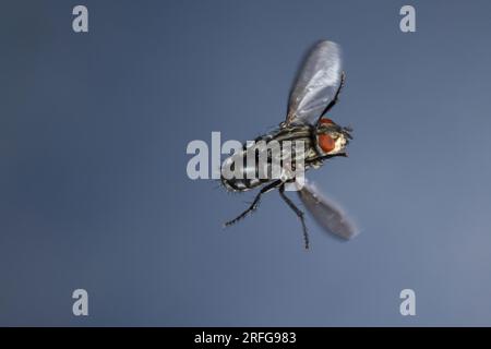 Fleischfliege, Aasfliege, Flug, fliegend, Sarcophaga spec., Sarcophaga, Fleshfly, Flesh-fly, Flying, Flight, Sarcophagidae, Aasfliegen, Fleischfliegen Foto Stock