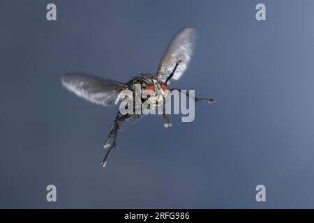 Fleischfliege, Aasfliege, Flug, fliegend, Sarcophaga spec., Sarcophaga, Fleshfly, Flesh-fly, Flying, Flight, Sarcophagidae, Aasfliegen, Fleischfliegen Foto Stock