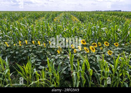 panorama in un campo di fioritura di girasoli gialli luminosi in serata di sole Foto Stock