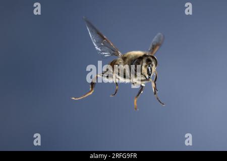 Große Bienenschwebfliege, Bienen-Schwebfliege, Mistbiene, Schlammfliege, Schlammbiene, Scheinbienen-Keilfleckschwebfliege, Drohnenfliege, Weibchen, FL Foto Stock