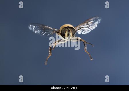 Große Bienenschwebfliege, Bienen-Schwebfliege, Mistbiene, Schlammfliege, Schlammbiene, Scheinbienen-Keilfleckschwebfliege, Drohnenfliege, Männchen, FL Foto Stock