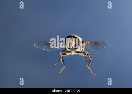 Große Bienenschwebfliege, Bienen-Schwebfliege, Mistbiene, Schlammfliege, Schlammbiene, Scheinbienen-Keilfleckschwebfliege, Drohnenfliege, Männchen, FL Foto Stock