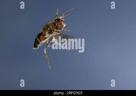 Große Bienenschwebfliege, Bienen-Schwebfliege, Mistbiene, Schlammfliege, Schlammbiene, Scheinbienen-Keilfleckschwebfliege, Drohnenfliege, Männchen Foto Stock