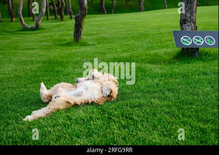 Cane che rotola su un prato verde nel parco. Pini sullo sfondo. Foto Stock