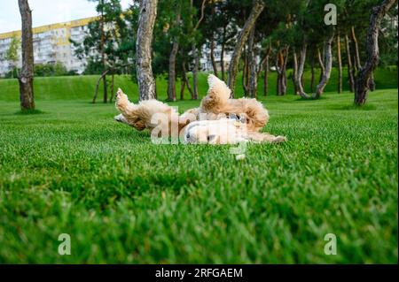 Cane che rotola su un prato verde nel parco. Pini sullo sfondo. Foto Stock