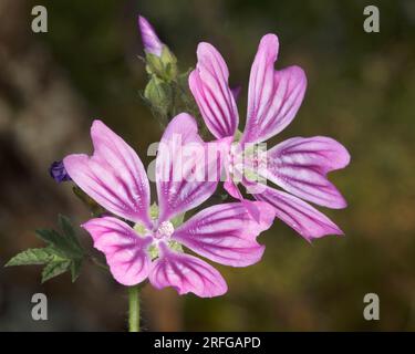 Primo piano dei fiori di malva comune (Malvacea sylvestra) in Grecia Foto Stock