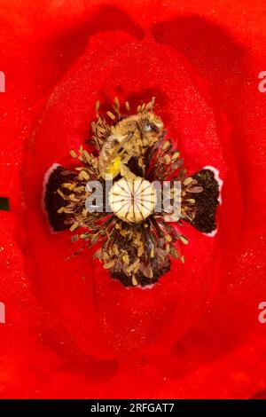 Un'ape di miele (Apis mellifera) che si nutre di un fiore rosso di papavero (Papaver rhoeas) in Grecia Foto Stock