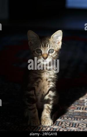 Un gattino tabby di otto settimane che guarda fuori dall'ombra Foto Stock