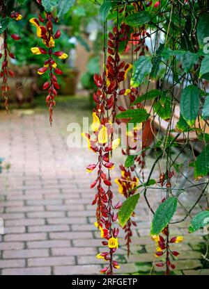 Fiori di colore rosso e giallo di una Thunbergia mysorensis in una serra in Svezia Foto Stock