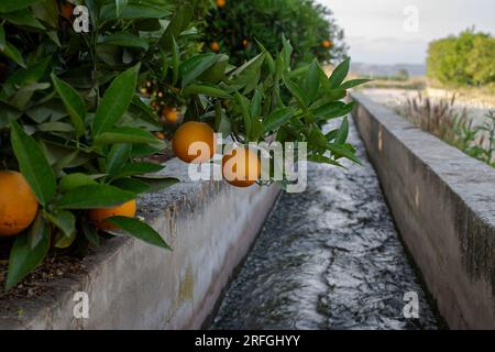 Frutteto d'arancia vicino al fosso di irrigazione a Sellent, Spagna Foto Stock