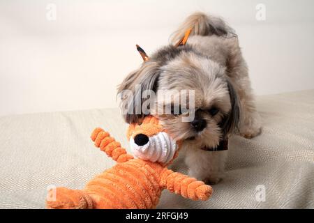 foto di un cane che tiene un piccolo giocattolo morbido tra i denti, a casa sul divano Foto Stock