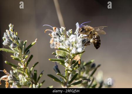 Apis mellifera (ape europea), che si avvicina al fiore della pianta di rosmarino in volo Foto Stock