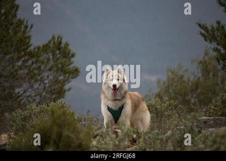 Ritratto del bellissimo cane Husky siberiano Foto Stock
