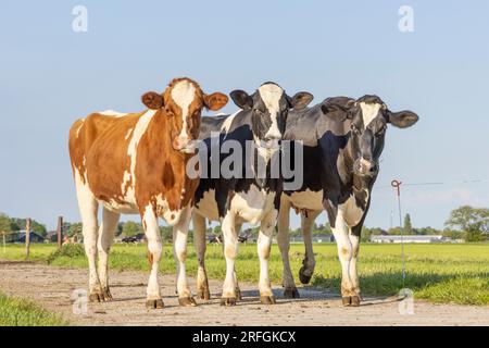 3 mucche su un sentiero, nero rosso e bianco, in piedi insieme, in fila l'una accanto all'altra e guardando, erba verde e cielo blu Foto Stock