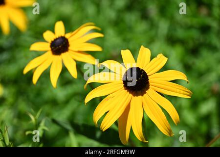 Coneflower arancione Foto Stock